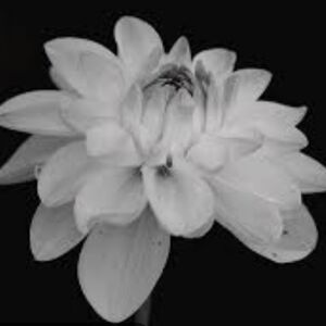 Meet your Posher, Natalya